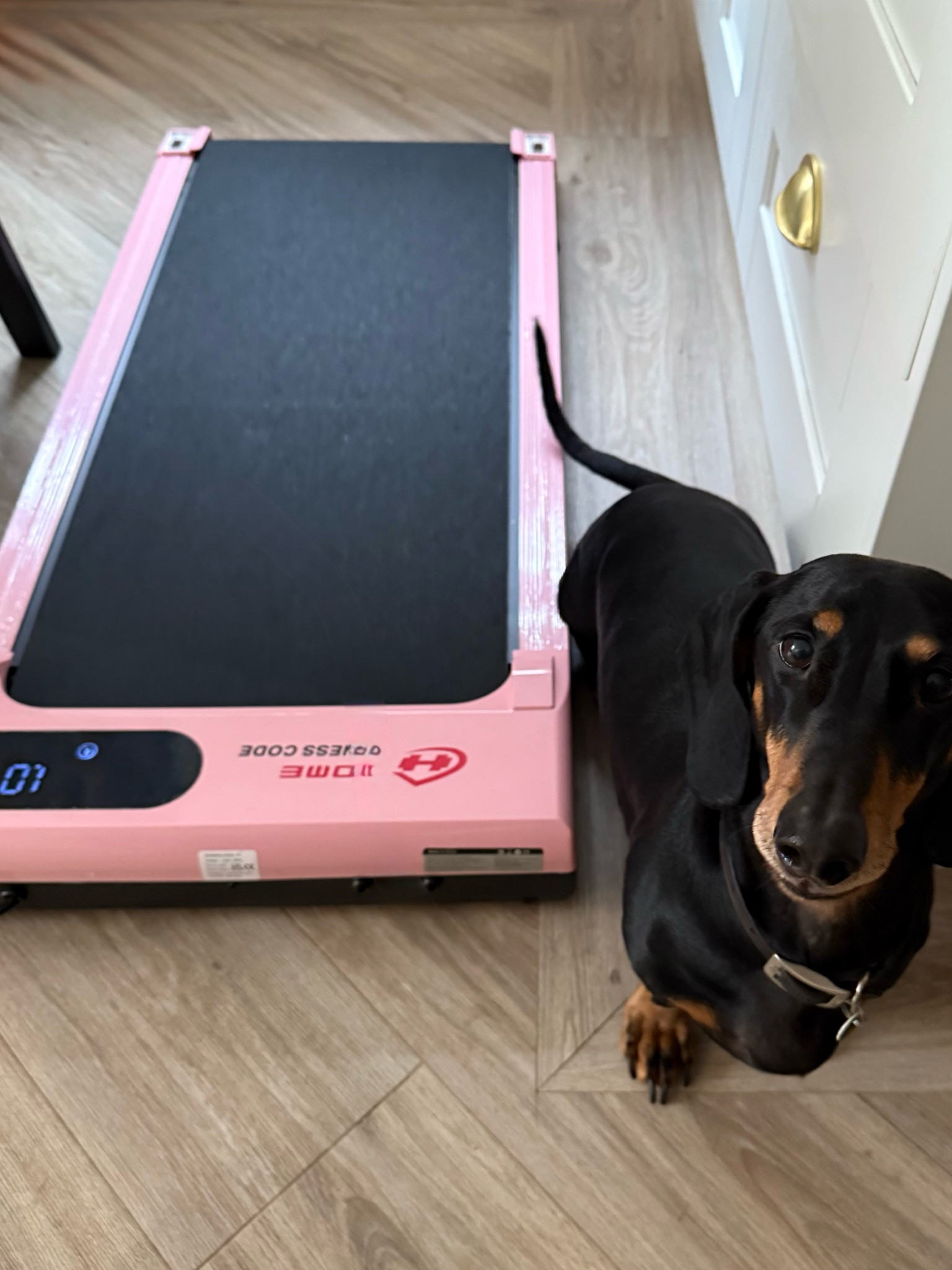 The best purchase of the year 🎀

#LTKGiftGuide #LTKFitness