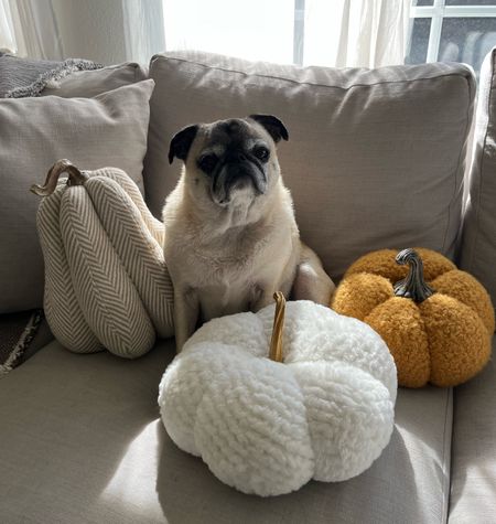 Pug approved Fall Decor Pumpkin Pillows! Couldn’t find the exact ones but hope this gives you inspo! 

#LTKHoliday #LTKHalloween #LTKSeasonal