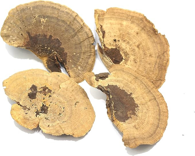 Dried Mushroom 5 to 6 inches - Pack of 4. for Decorative use only not for Food Consumption. | Amazon (US)