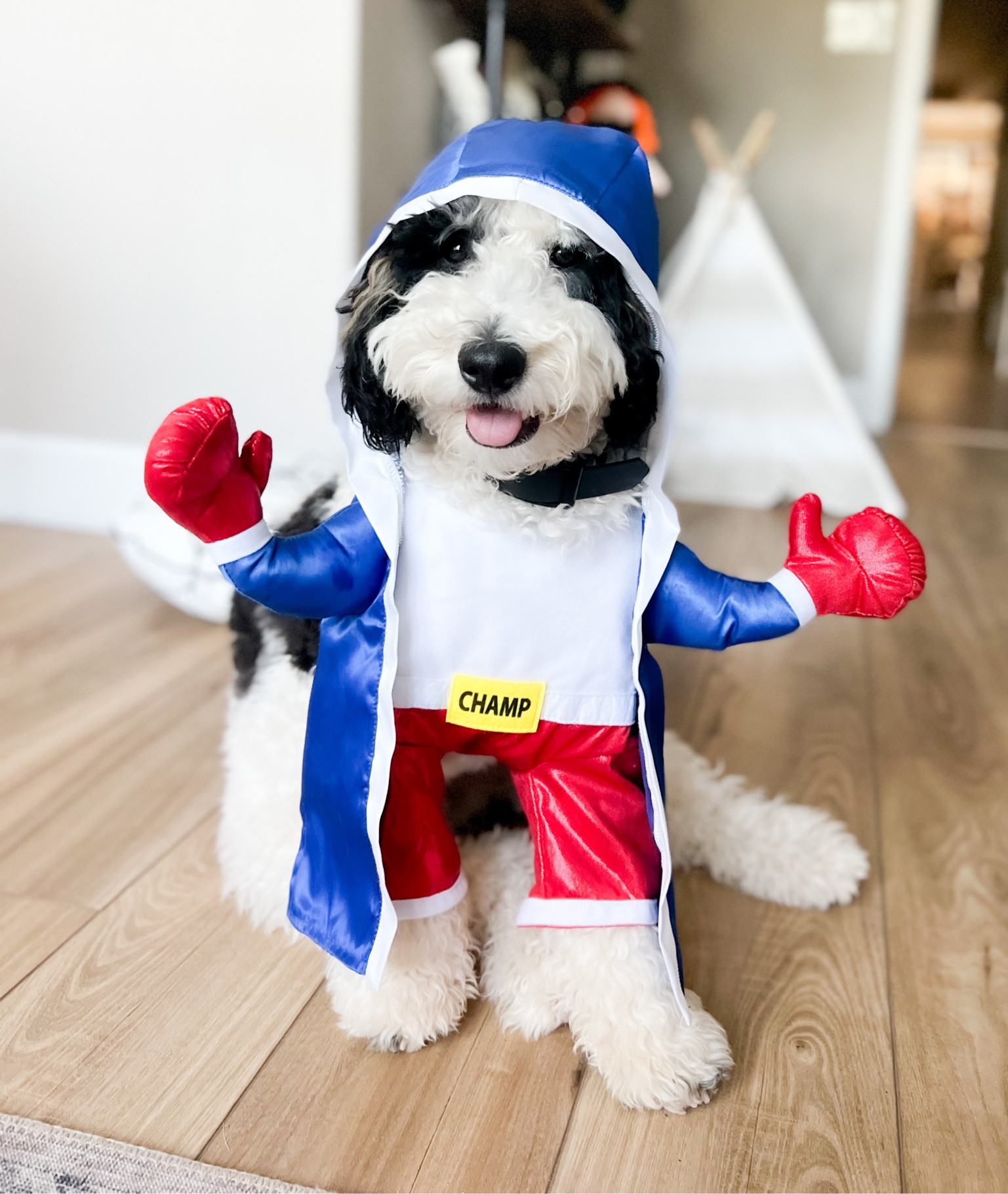 Halloween Dog Costume 

#LTKHoliday #LTKHalloween #LTKSeasonal