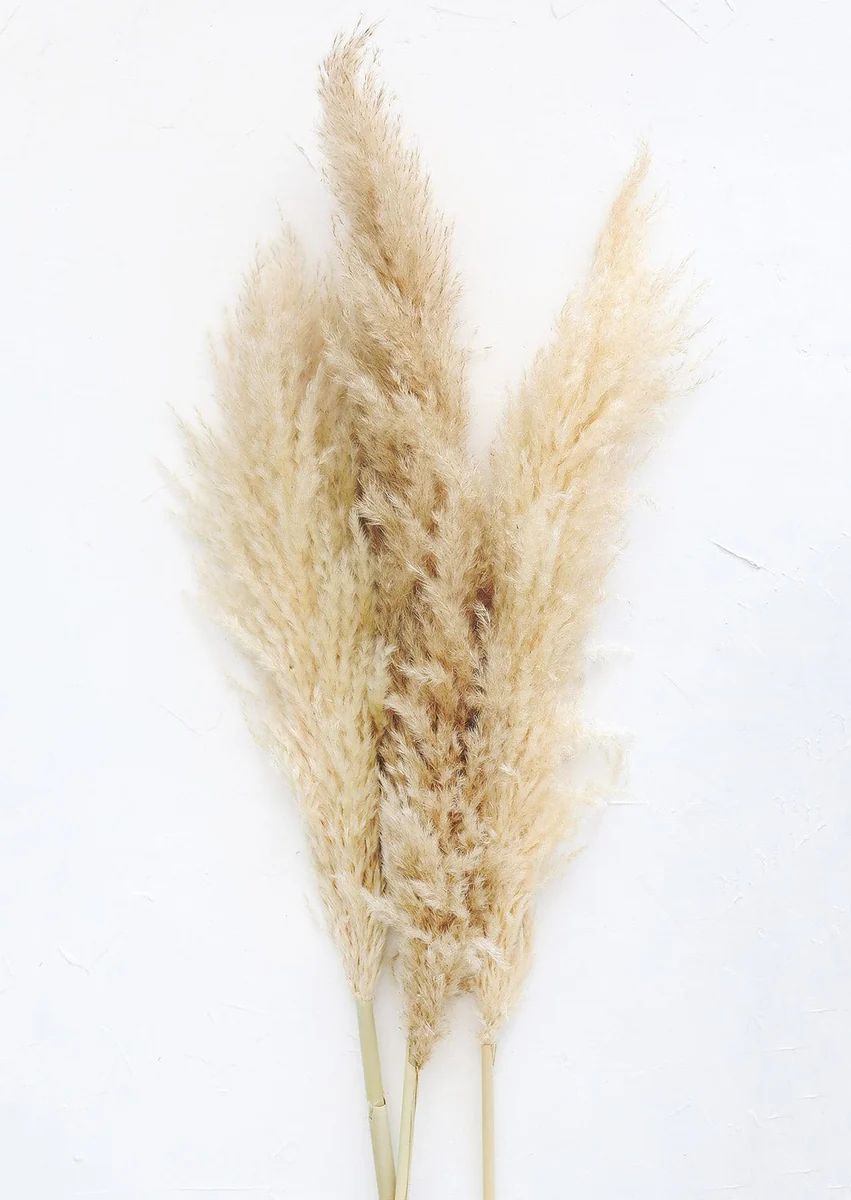 Bundle of 3 Dried Natural Pampas Grass - 40-48 | Afloral (US)