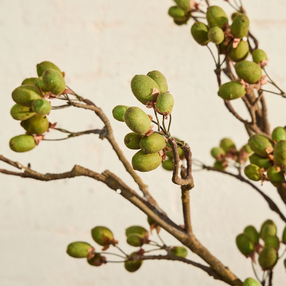 Faux Kiwi Pod Branch | West Elm (US)