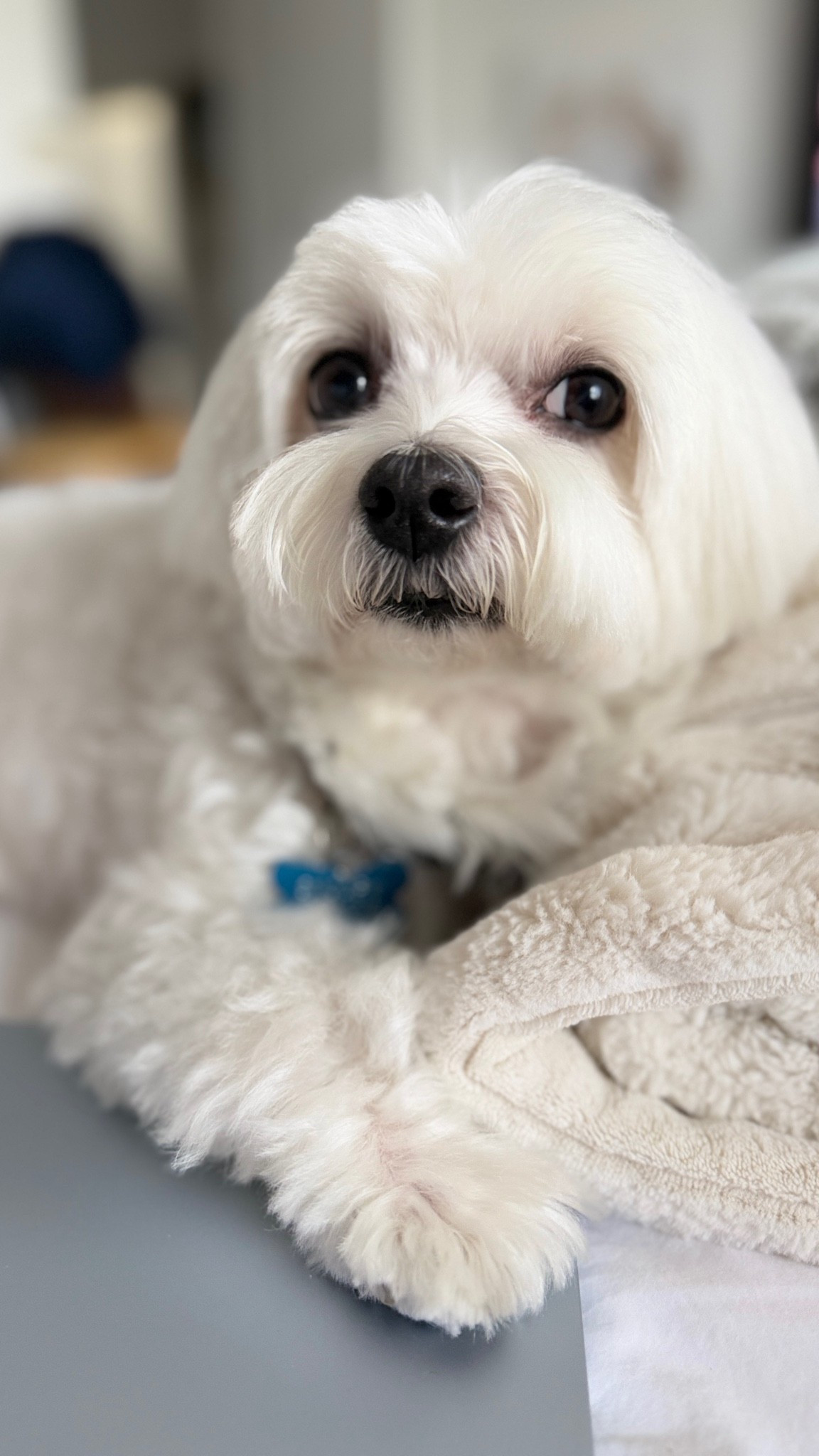 My dog Snoopy is eagerly awaiting my latest Chewy autoship order. I wonder whether he somehow knows I added a small lamb chop for him to play with because he’s been such a good boy 🥹  @Chewy #ltkpets