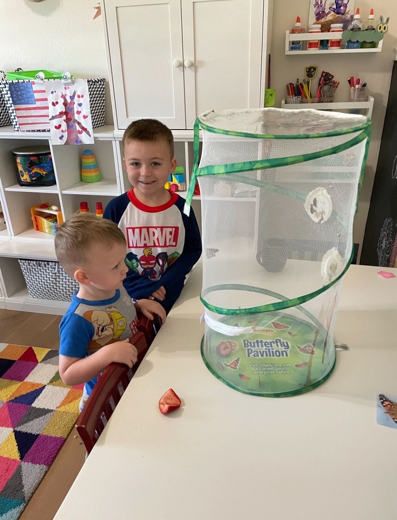 Butterfly life cycle  

#LTKKids #LTKmomlife #LTKSeasonal