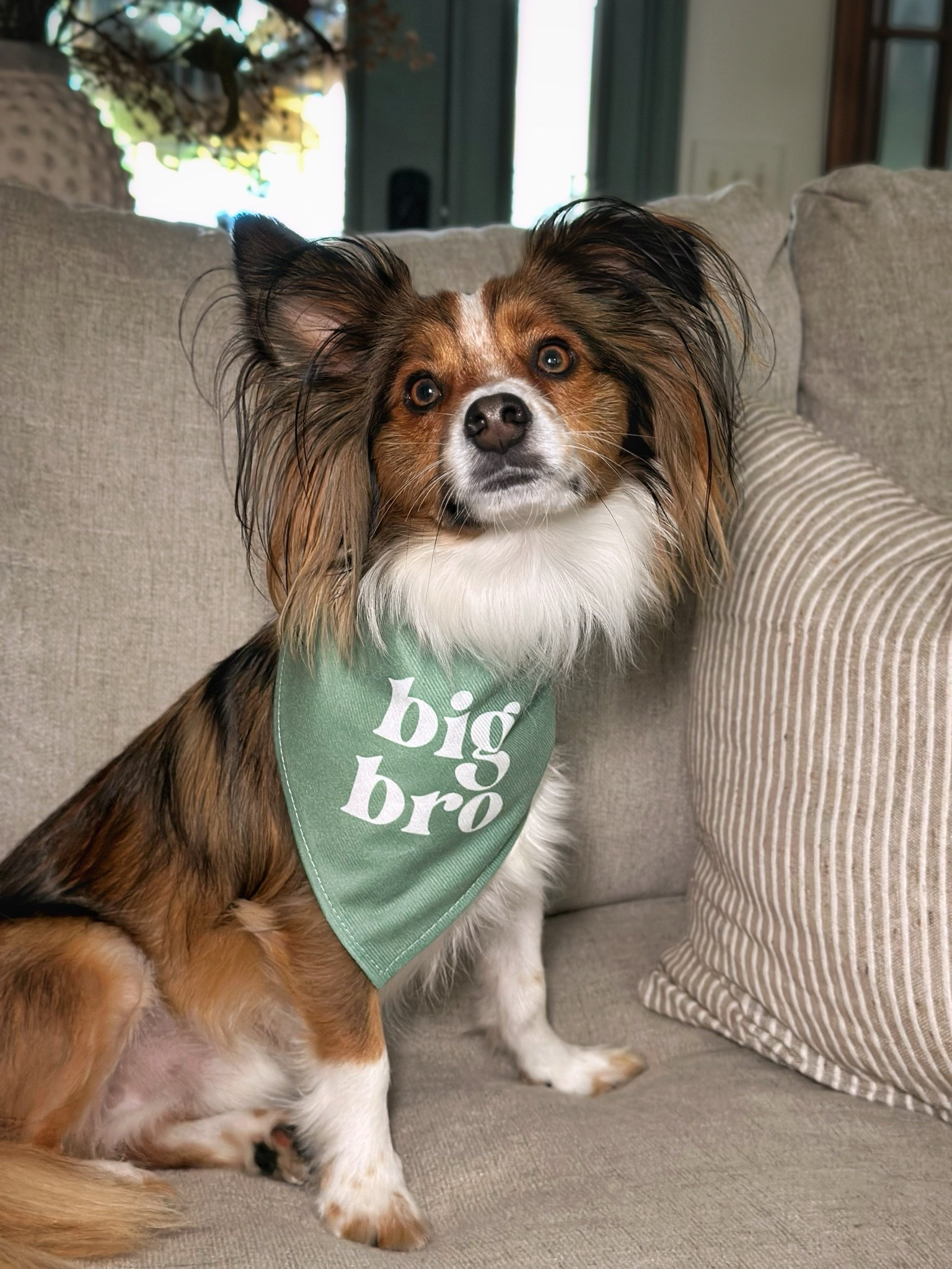 Adorable big bro bandana for our dog

#LTKBaby #LTKHome #LTKmomlife