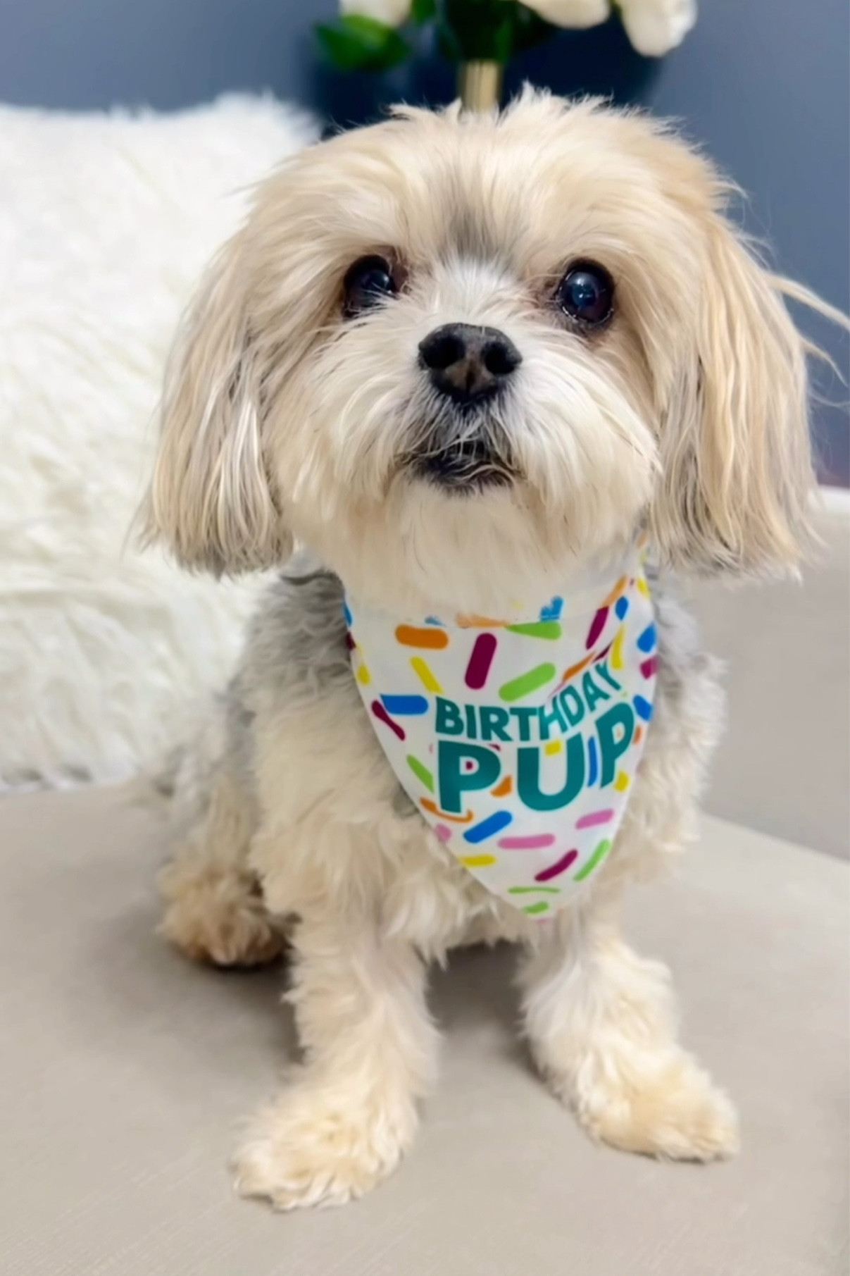 Birthday bandana for the birthday pup! 🎉
