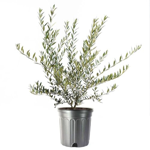 American Plant Exchange Live Olive Tree, Arbequina – Real Fruiting, Edible Indoor/Outdoor Houseplant – Large 10-Inch Pot, Perfect for Home, Office, Patio & Garden Décor | Amazon (US)