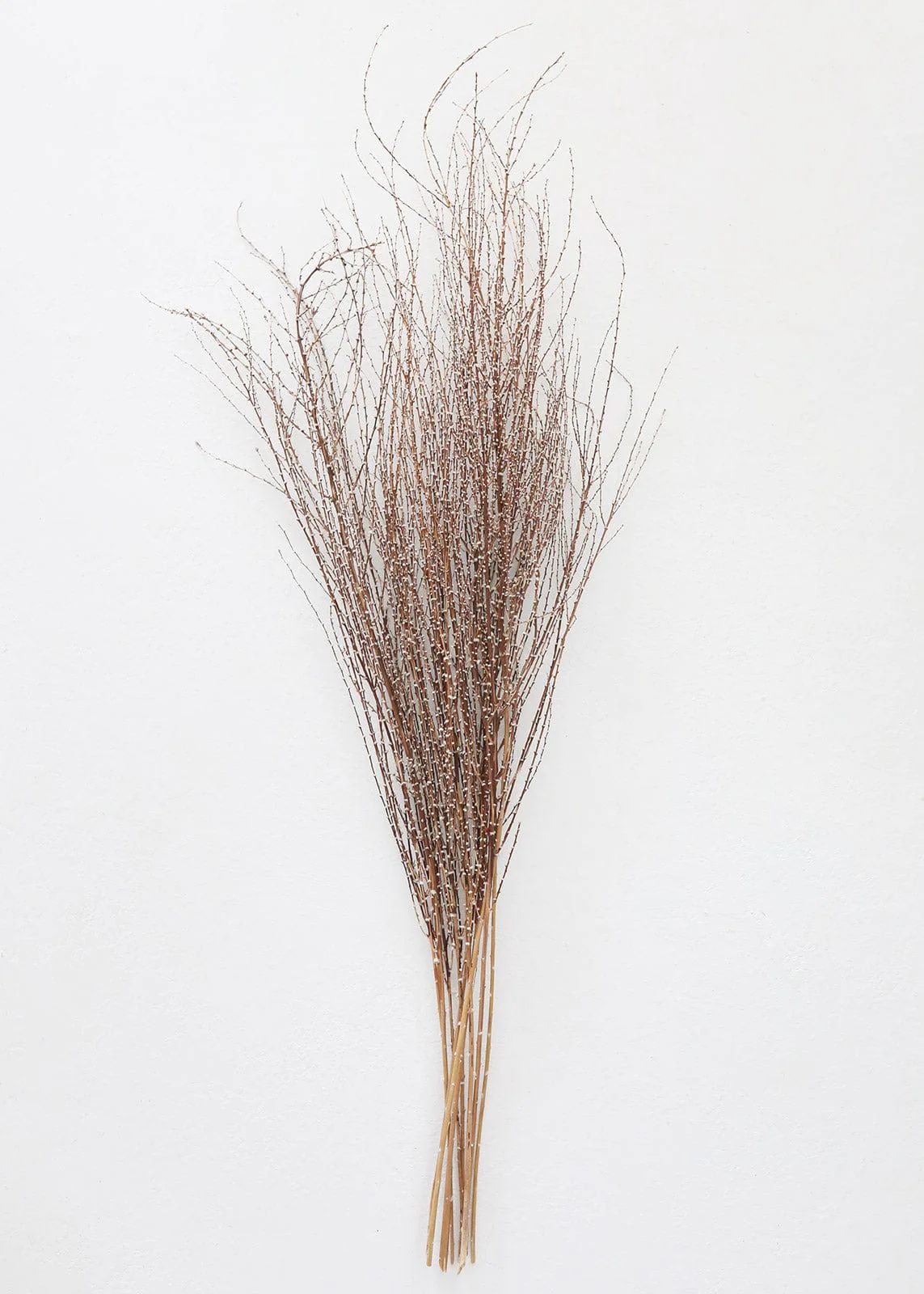 Dried Hoary Willow Branch Bundle - 20-30" Tall | Afloral (US)