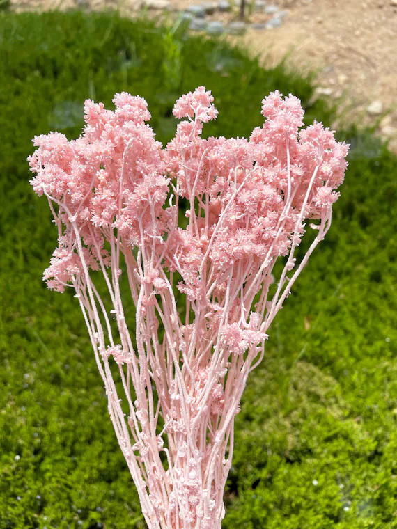 15g Silky Pink Color Crispum Pink Beige Dried Flowers | Etsy | Etsy (US)