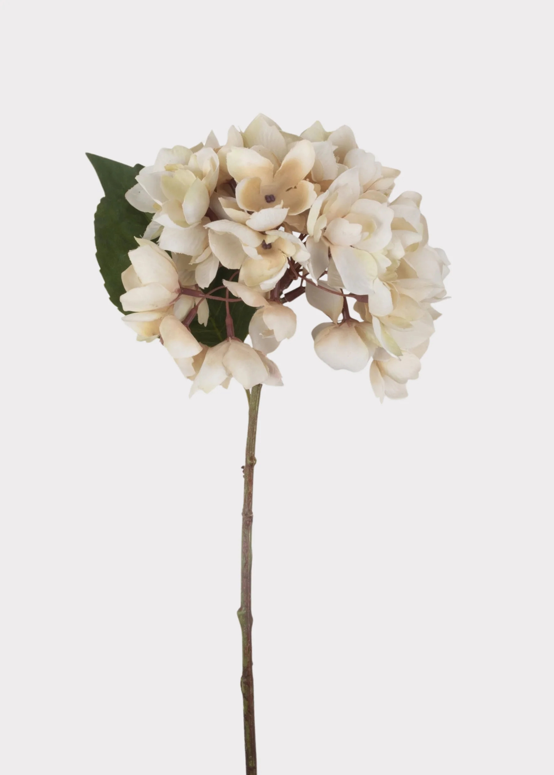Beige Hydrangea Stem | Lifelike Fake Botanicals at Afloral | Afloral