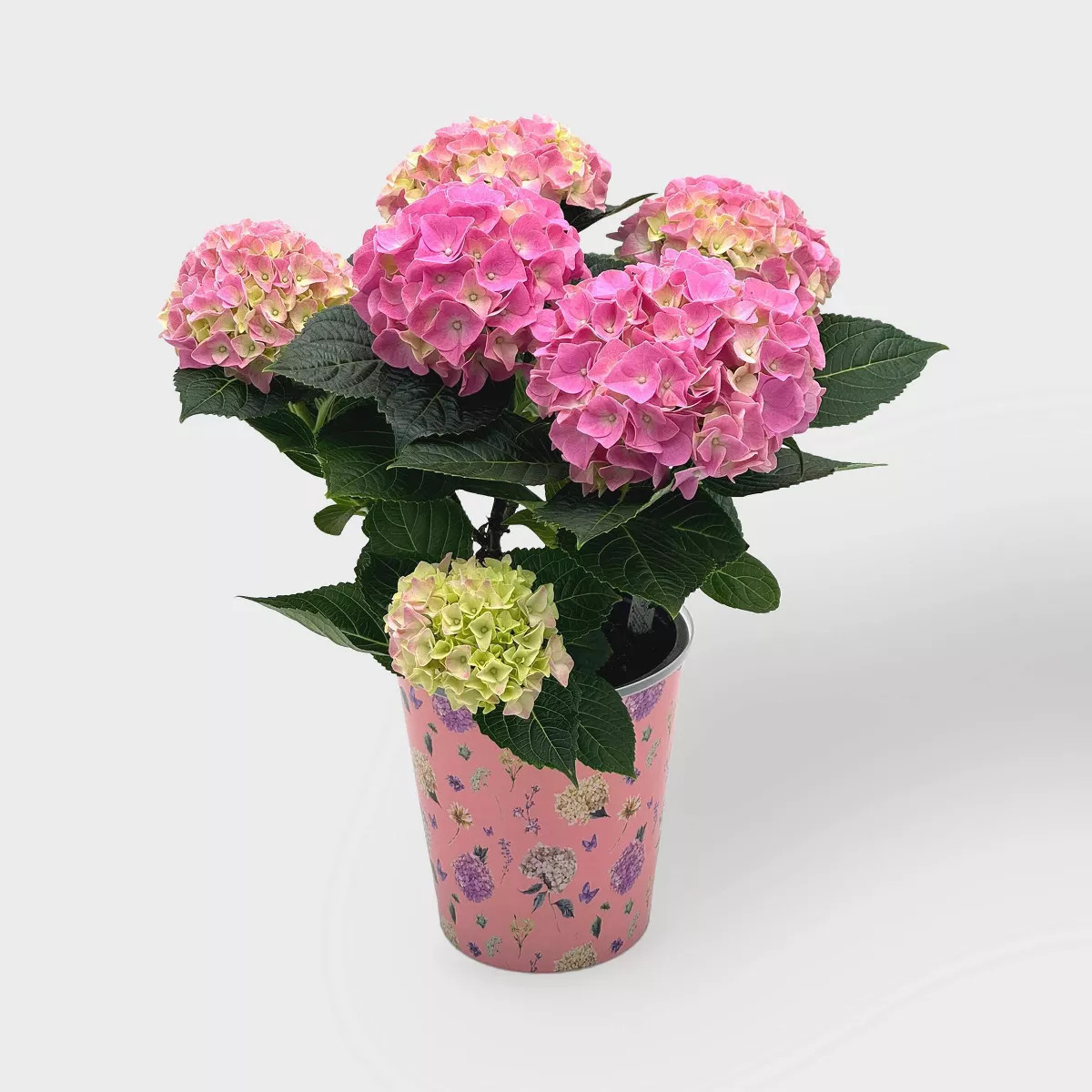 Shop all Good Little Garden | Target