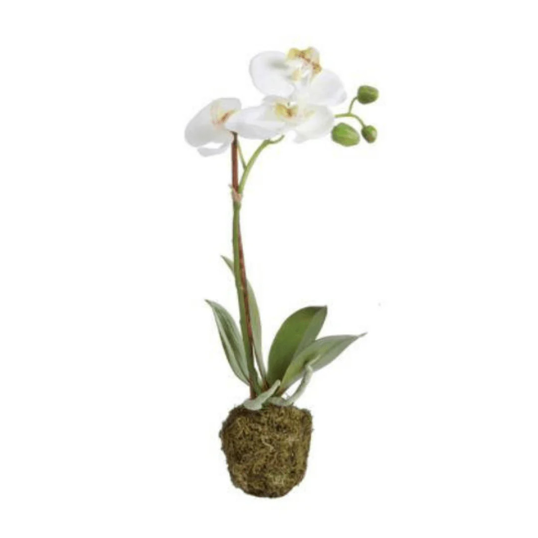 Faux Small Phalaenopsis Orchid | Megan Molten