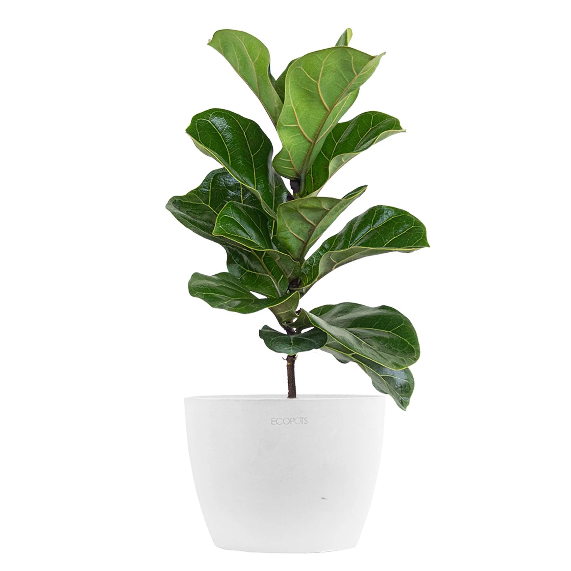 United Nursery Live Fiddle Leaf Fig Houseplant 12-14in Tall in 6 inch Premium Ecopots Pure White | Walmart (US)