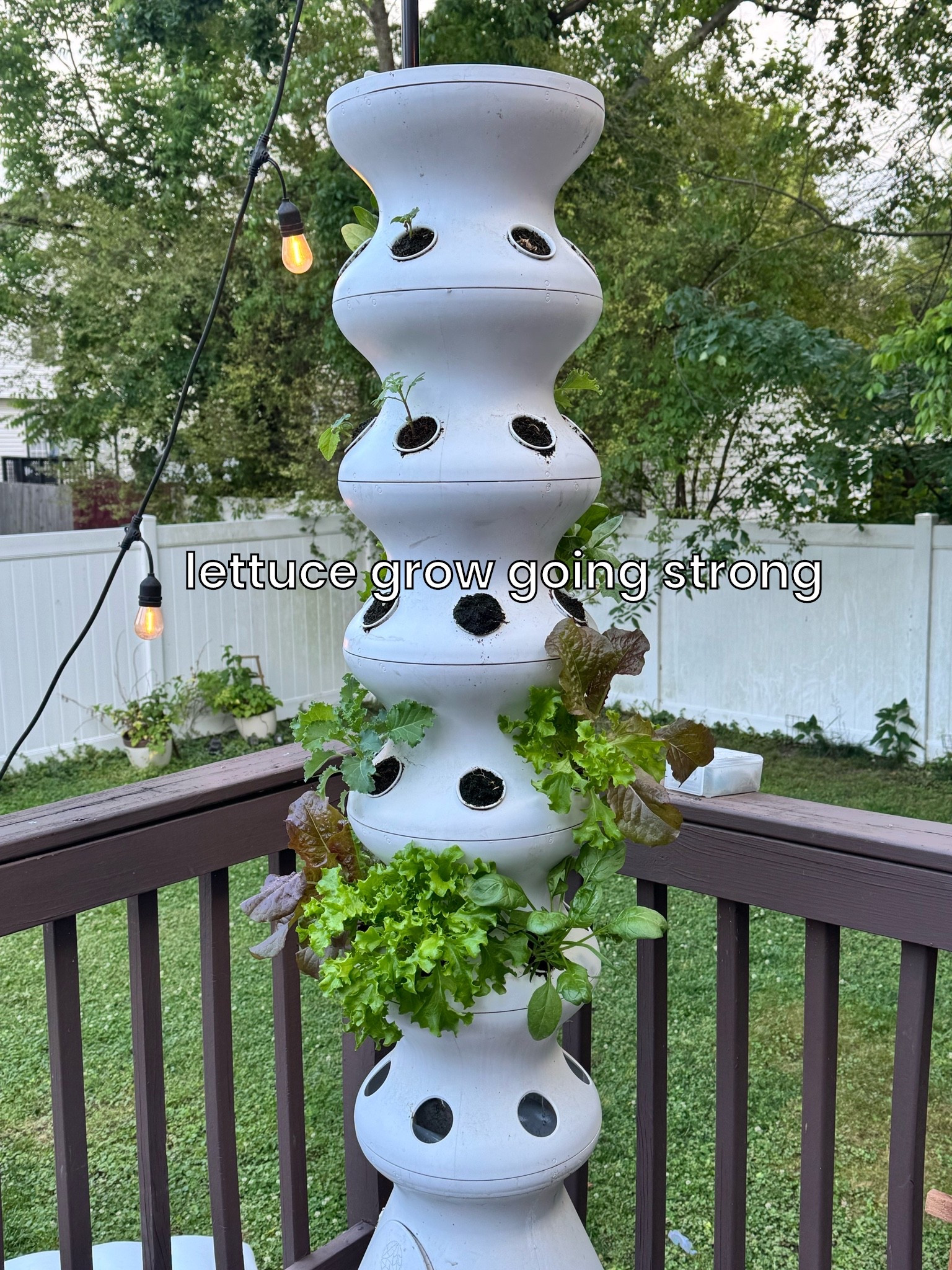 impossible to mess up, just water it once a week 🌱

#LTKdayinmylife #LTKHome #LTKfoodie