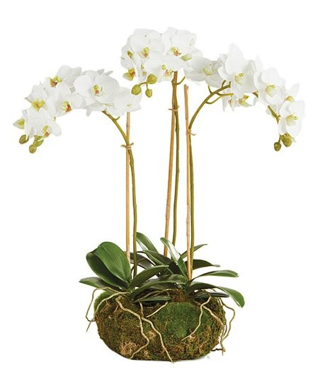 Porch & Petal Phalaenopsis  Mini Garden 16'' Drop-in Plant Décor | Zulily