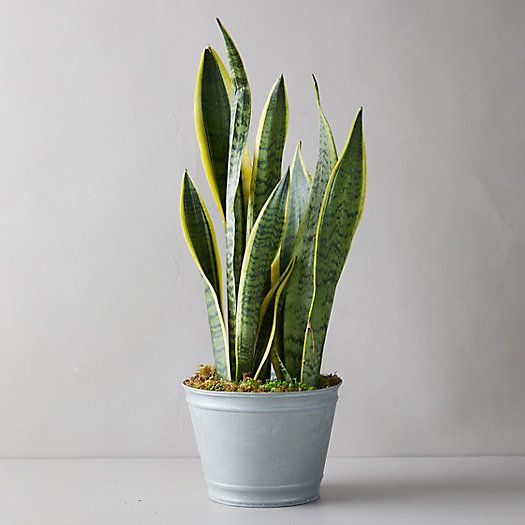 Snake Plant, Metal Pot | Terrain