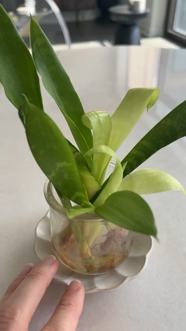 Plants that work for mold illness warriors. Healthy home | safe home products | eco friendly 

#LTKhome #LTKunder50