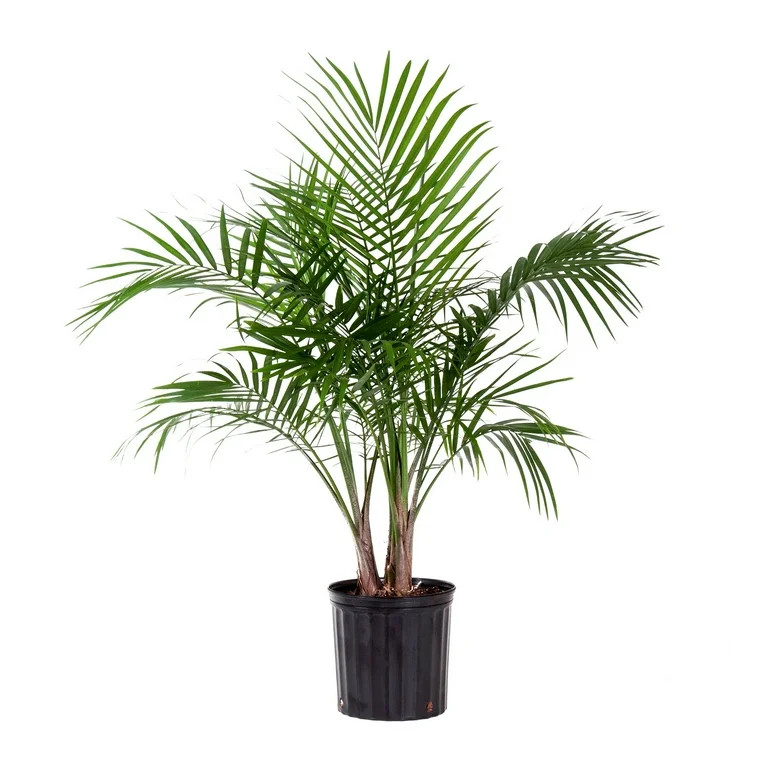 United Nursery Live Majesty Palm Indoor and Outdoor in 10 inch Grower Pot, Requires Medium to Bri... | Walmart (US)
