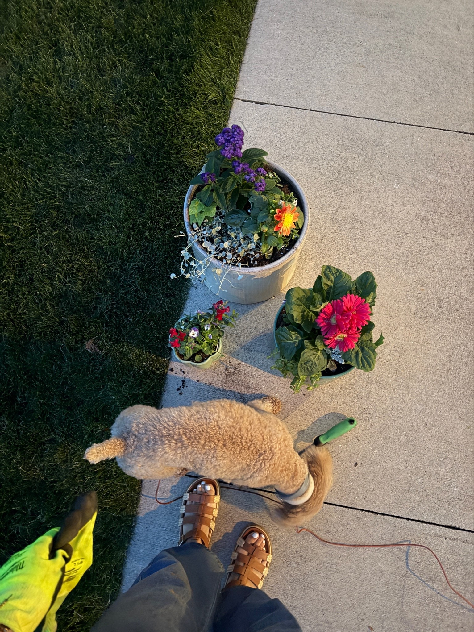 MORE summer flowers (& Frankie) — 05.21.26 🤎🌼💼🌸🥧🌺🐻🌷👝🌤️

Medium in denim overalls from Amazon
Small in gauze long sleeve from Old Navy (old but linking some new/similar versions)
8 in brown @Target sandals

Amazon finds, Amazon fashion, Amazon overalls, Amazon trends, outfit trends, spring outfits, free people dupes, free people dupe overalls, Old Navy tops, Old Navy fashion, Old Navy deals, Old Navy blouses, spring blouses, Target shoes, Target footwear, Target sandals, brown sandals, summer shoes, summer sandals, outfit of the day, flower pots, Walmart planters, Walmart flower pots

#LTKHome #LTKSeasonal #LTKSaleAlert