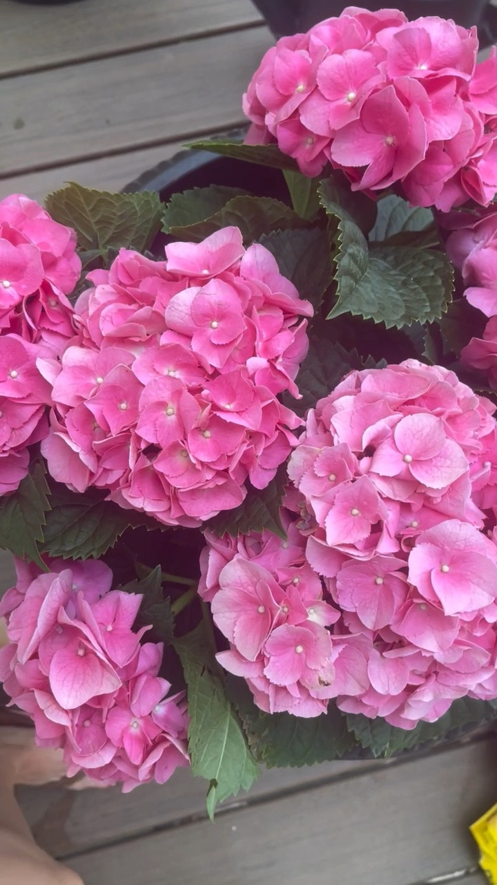 Got busy planting today and I am loving these pots from Lowe’s! This is the third year I am using them and they hold up really well for summer and winter plants 🪴🌸 also these hydrangeas were $19.98 😍 🏃🏼‍♀️ 

#LTKhome #LTKsalealert #LTKSeasonal