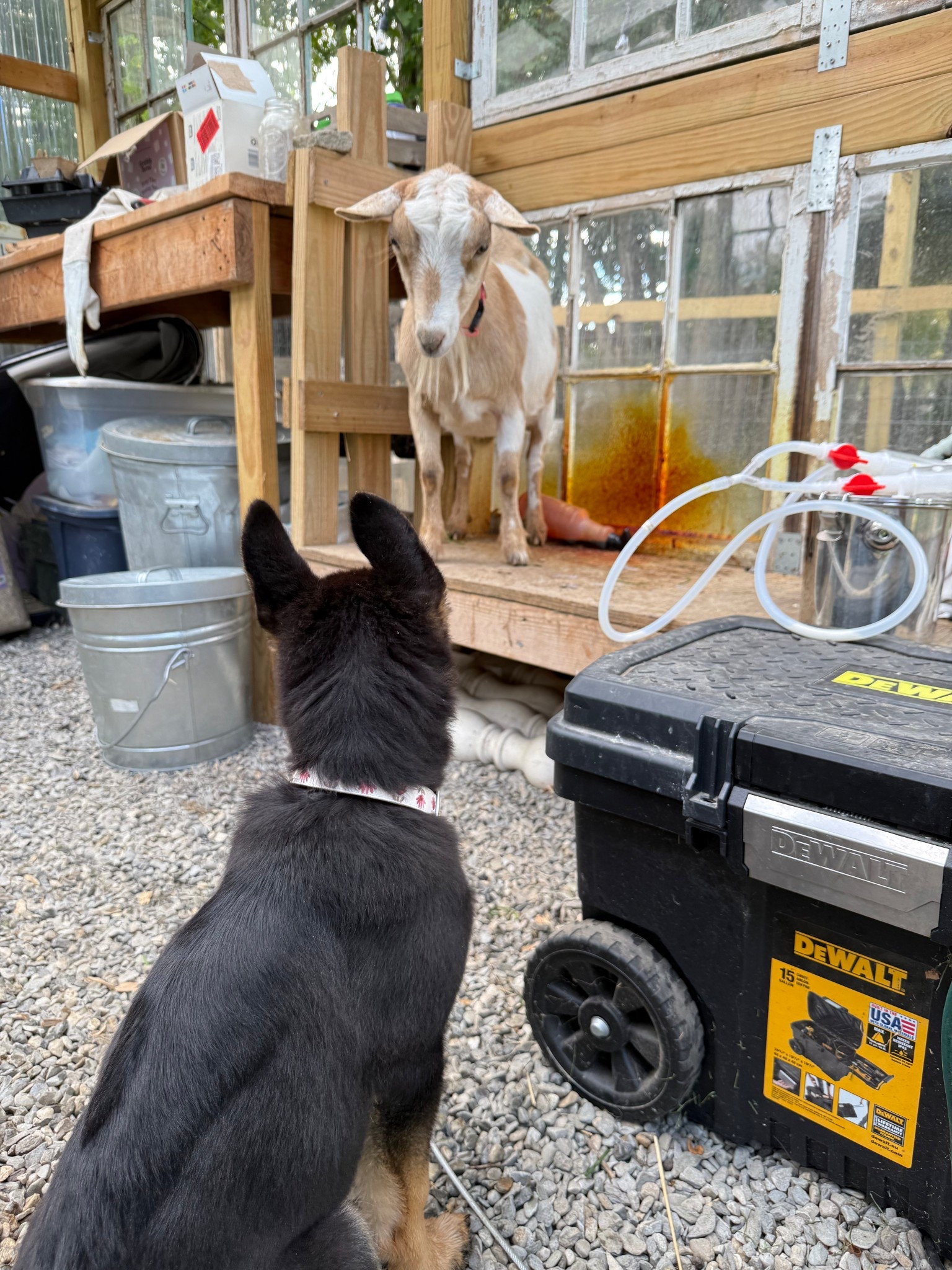 Our milking machine 🐐🥛❤️