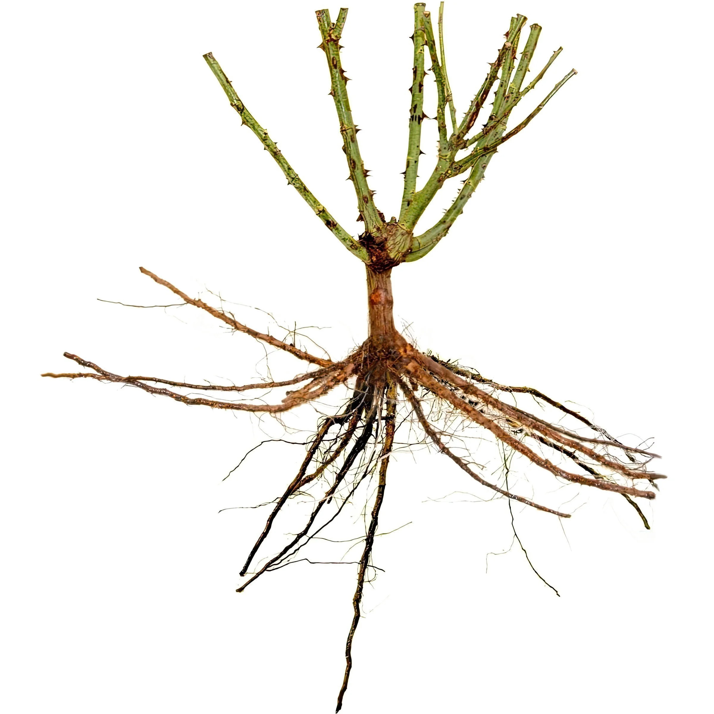 National Plant Network Bare Root Oregold Rose | Walmart (US)