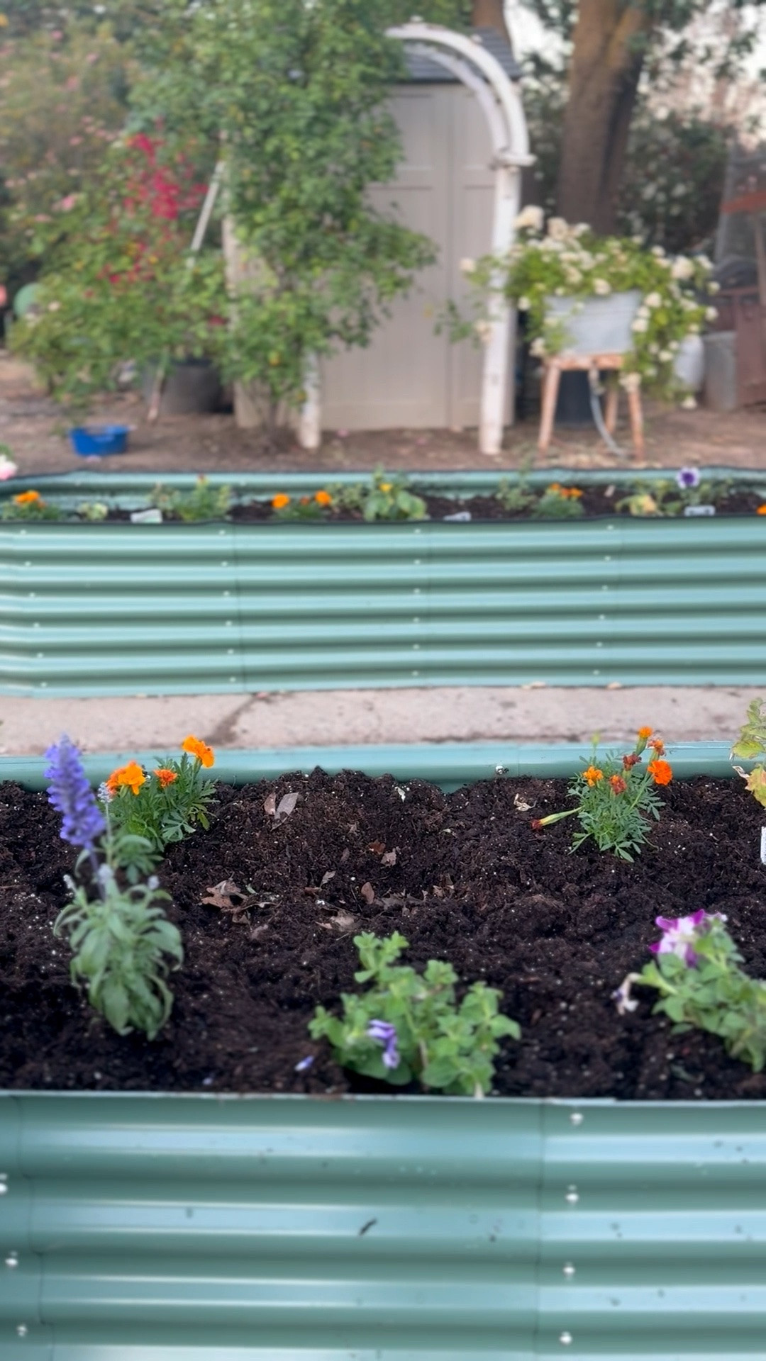 #ad I love my new green corrugated metal raised garden bed from @Wayfair that I had to order another! My mom and I put both together and it was so easy to assemble! If you’re searching for a garden bed that is aesthetically pleasing, comes in many different sizes and is easy to assemble, I highly recommend these two!! #wayfairpartner #wayfair #wishyouwerehere #outdoors

#LTKHome #LTKSaleAlert #LTKSeasonal