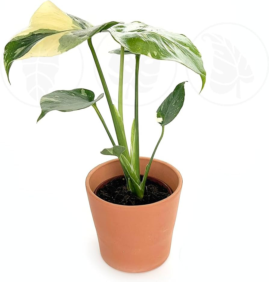 Monstera Thai Constellation| Live Plant in a 4 Inch Growers Pot | Live Indoor, Easy to Grow, Easy... | Amazon (US)