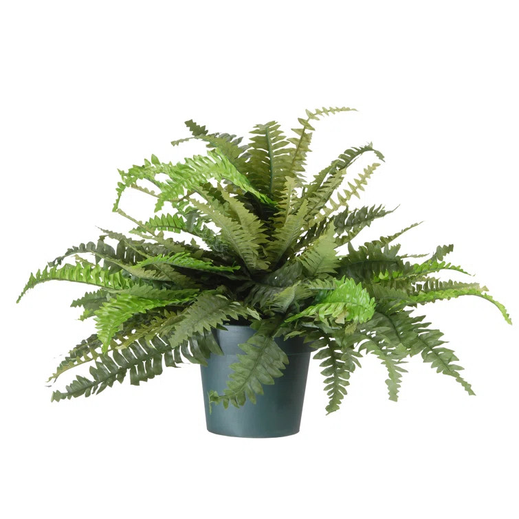 Fern Plant in Pot | Wayfair North America