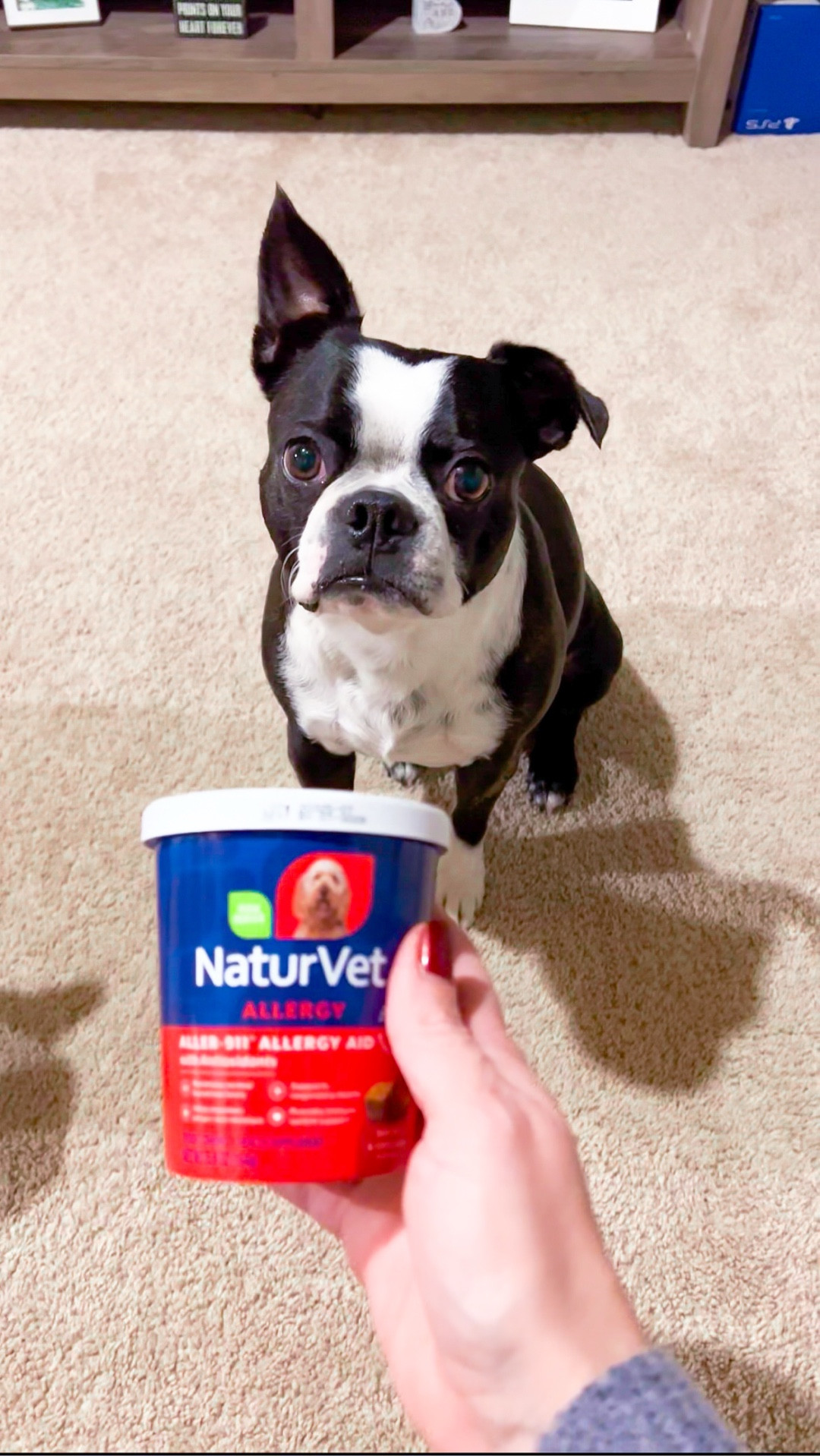 Healthier pets start with daily support. With 30+ years of trusted quality, NaturVet supplements help support allergies, skin health, and joint wellness. So your pet can feel their best every day. 🐶🐾

#ltkpet #dogmom #allergysupplement #dogsupplement #dogallergies

#LTKmomlife #LTKSeasonal