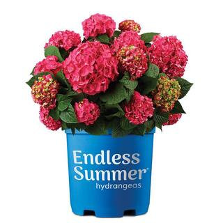 2 Gal. Summer Crush Reblooming Hydrangea Flowering Shrubs with Raspberry Red Flowers | The Home Depot