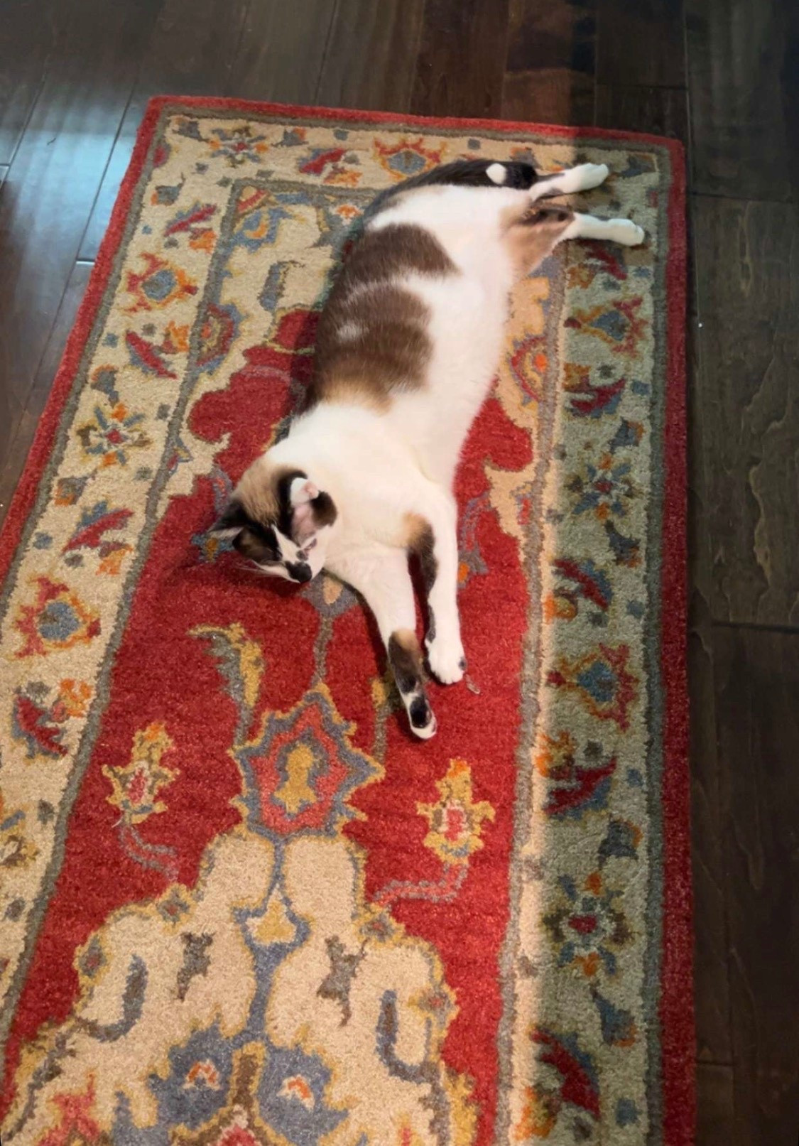 Just got in a new runner for our kitchen from Wayfair & it’s Jack approved! 😻

Kitchen Runner, Way Day, Rug, Runner, Tufted Wool Rug, Way Day Sale, Red Rug, Classic Decor, Grand Millennial, Wayfair Sale, Wool Runner, Under $100 Rug

#LTKSaleAlert #LTKHome