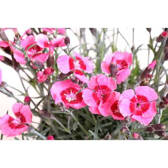 Lowe's Multicolor Dianthus in 2.5-Quart Pot | Lowe's