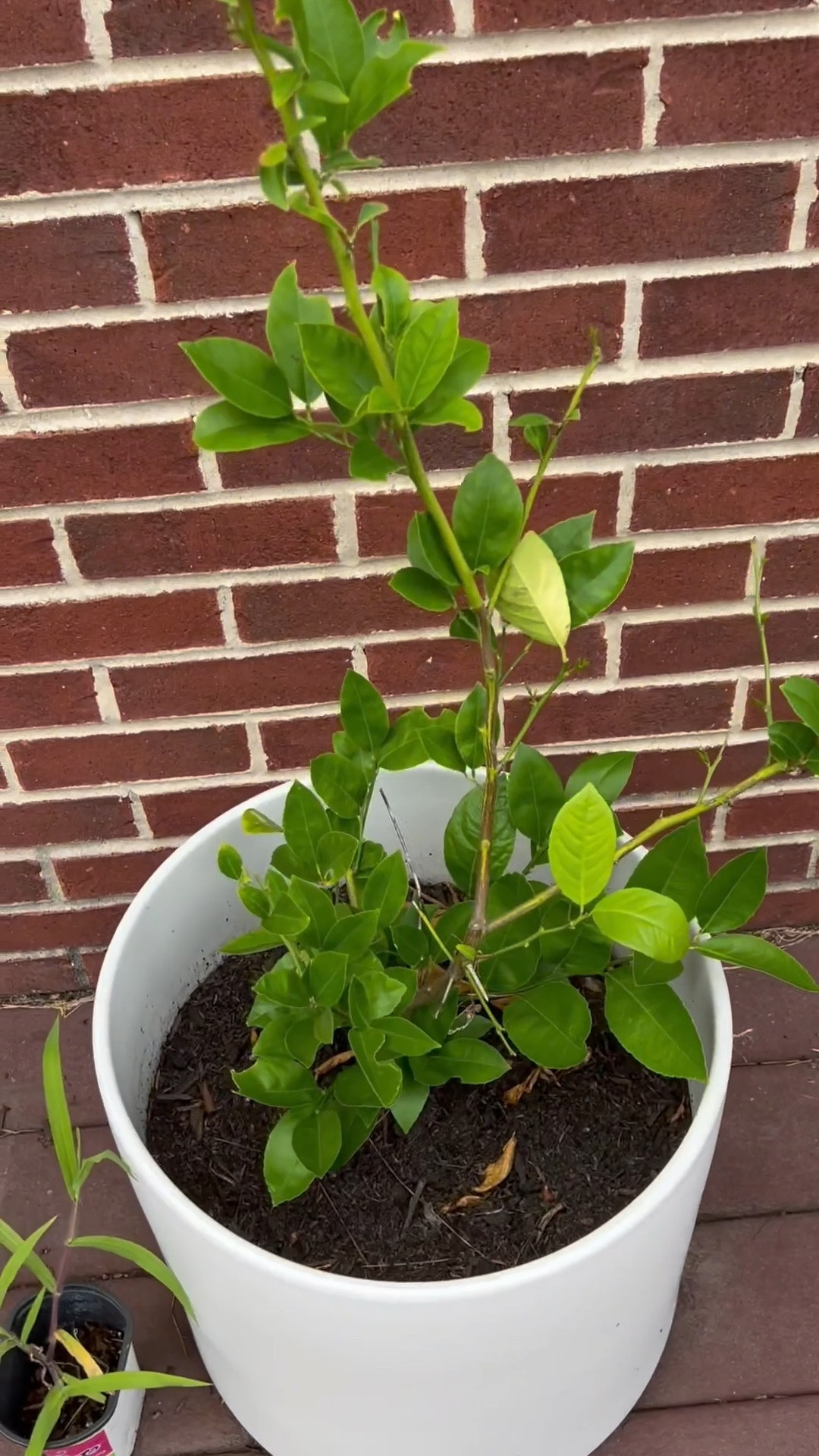 Garden Update | so much new growth we are going to need to update our planters! 🪏🪴👩🏻‍🌾 

#LTKSeasonal #LTKFindsUnder50 #LTKHome