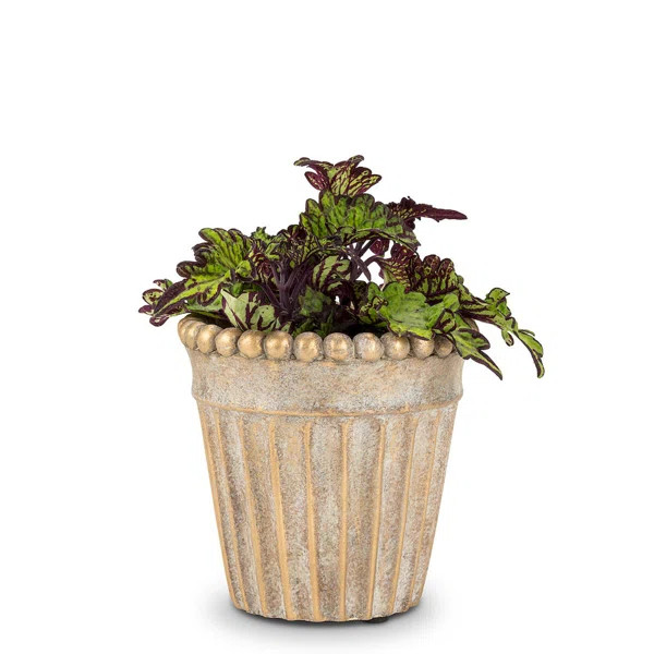 Saana Cement Pot Planter | Wayfair North America