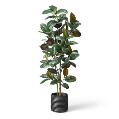 68.5" Faux Rubber Tree in Ribbed Pot Black - Hilton Carter for Target | Target