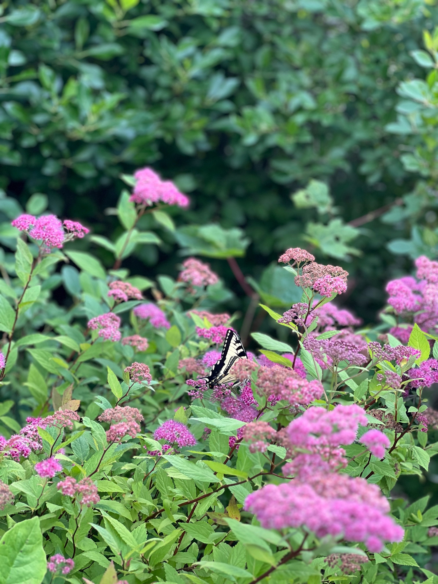 Shop our favorite summer items ☀️

#LTKSeasonal