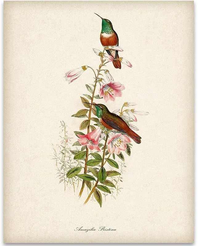 Two Hummingbirds Illustration - 11x14 Unframed Bird Wall Art Vintage Bird Print Poster - Great Ho... | Amazon (US)