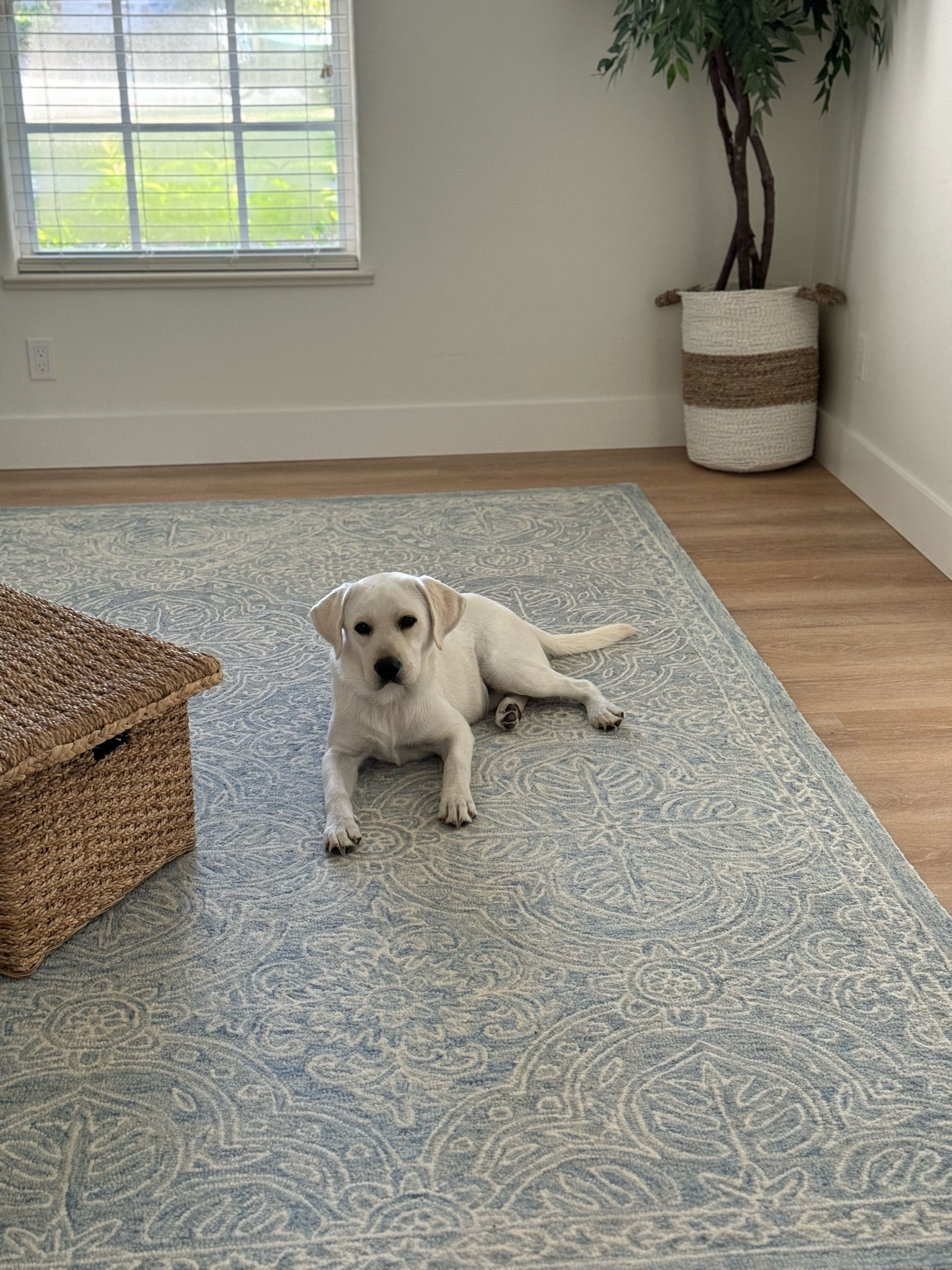 Love this coastal wool rug! Soft and doesn’t shed,  great for playroom! 

#LTKHome #LTKSummerSales