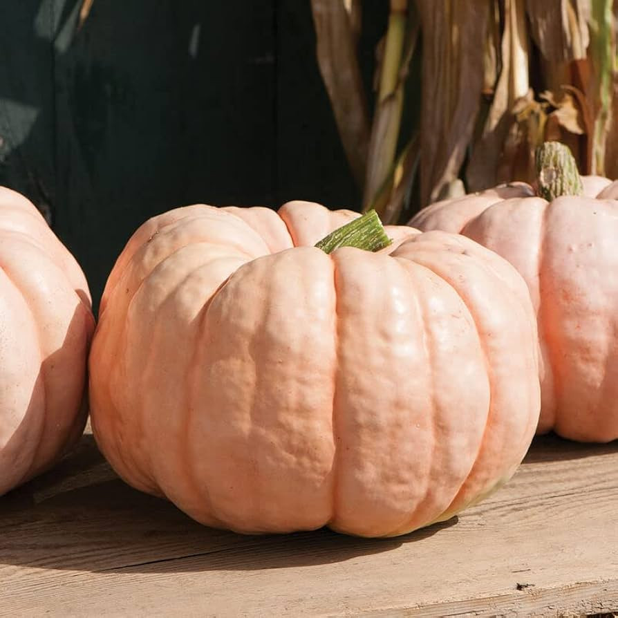 David's Garden Seeds Pumpkin Porcelain Doll 10 Non-GMO, Hybrid Seeds v | Amazon (US)