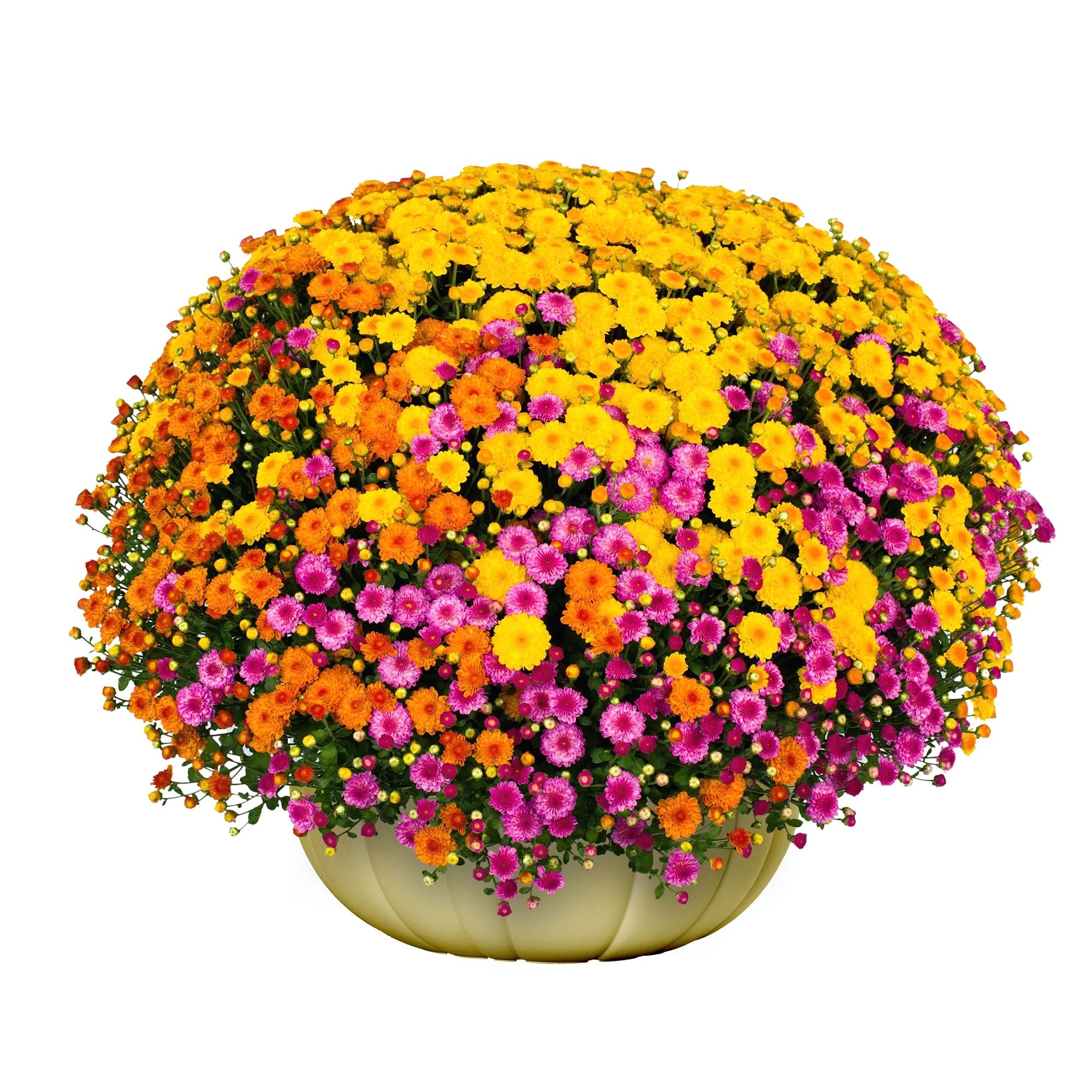 Better Homes & Gardens Tricolor Mums Live Plant Garden in 8 in Gold Fall Pumpkin Planter | Walmart (US)