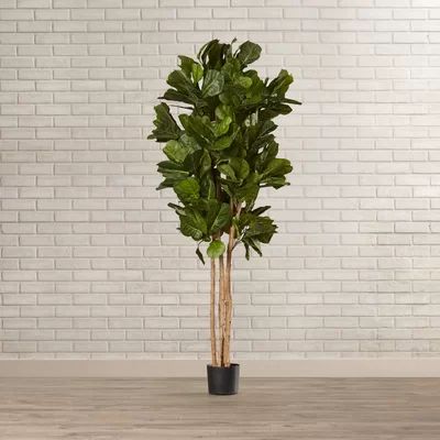 Fiddle Leaf Fig Tree in Pot | Wayfair North America