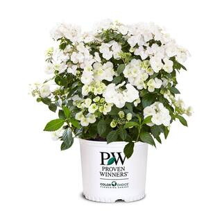 2 Gal. Fairytrail Bride Hydrangea Shrub with White Blooms | The Home Depot