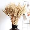 Wedding Decorations Dried Wheat Sheaves,100pcs Natural Wheat Bouquet Bunch Stalk Bundle,Bride and... | Amazon (US)