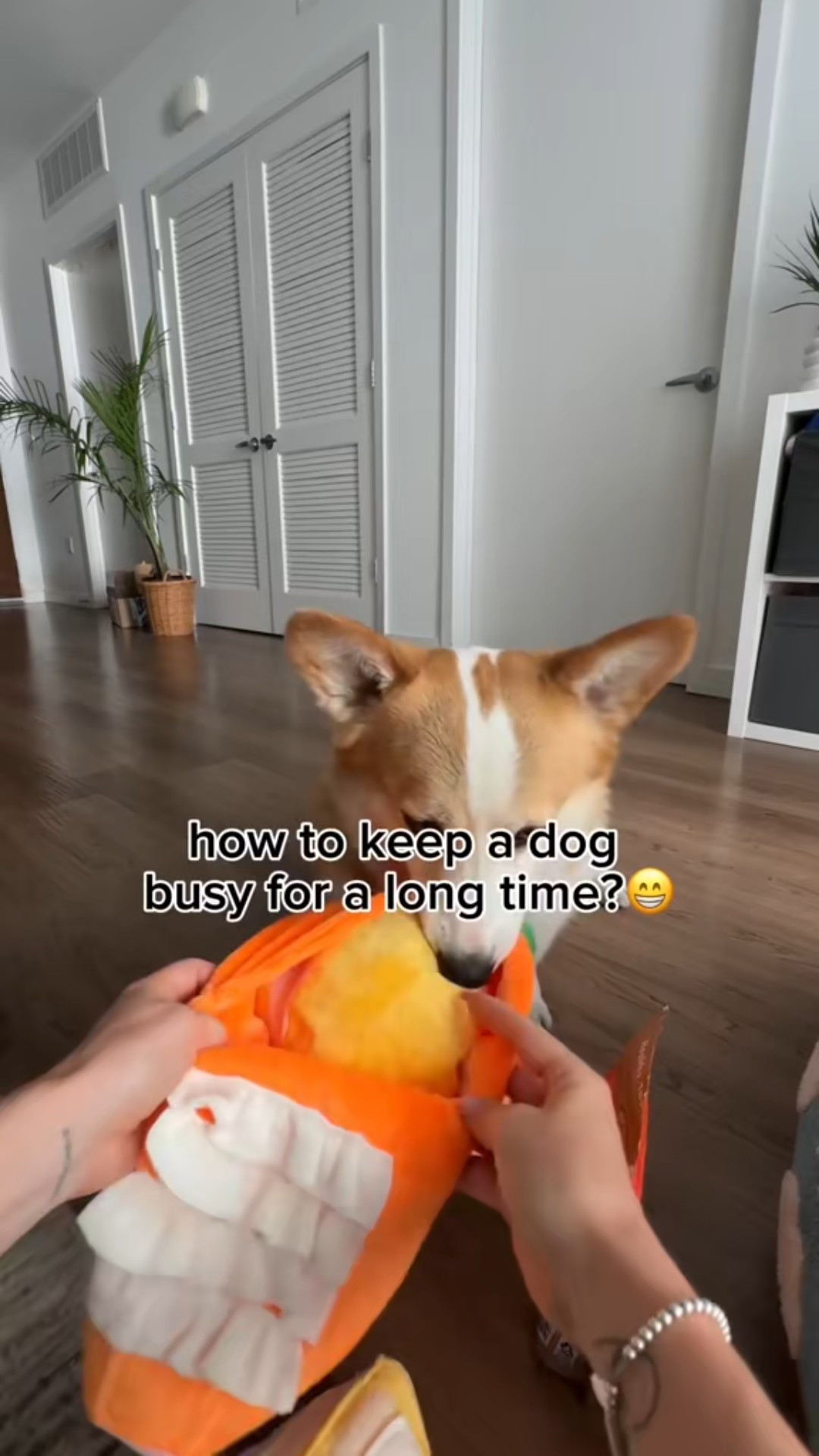 Interactive dog toy #pet 

#LTKHome #LTKPets