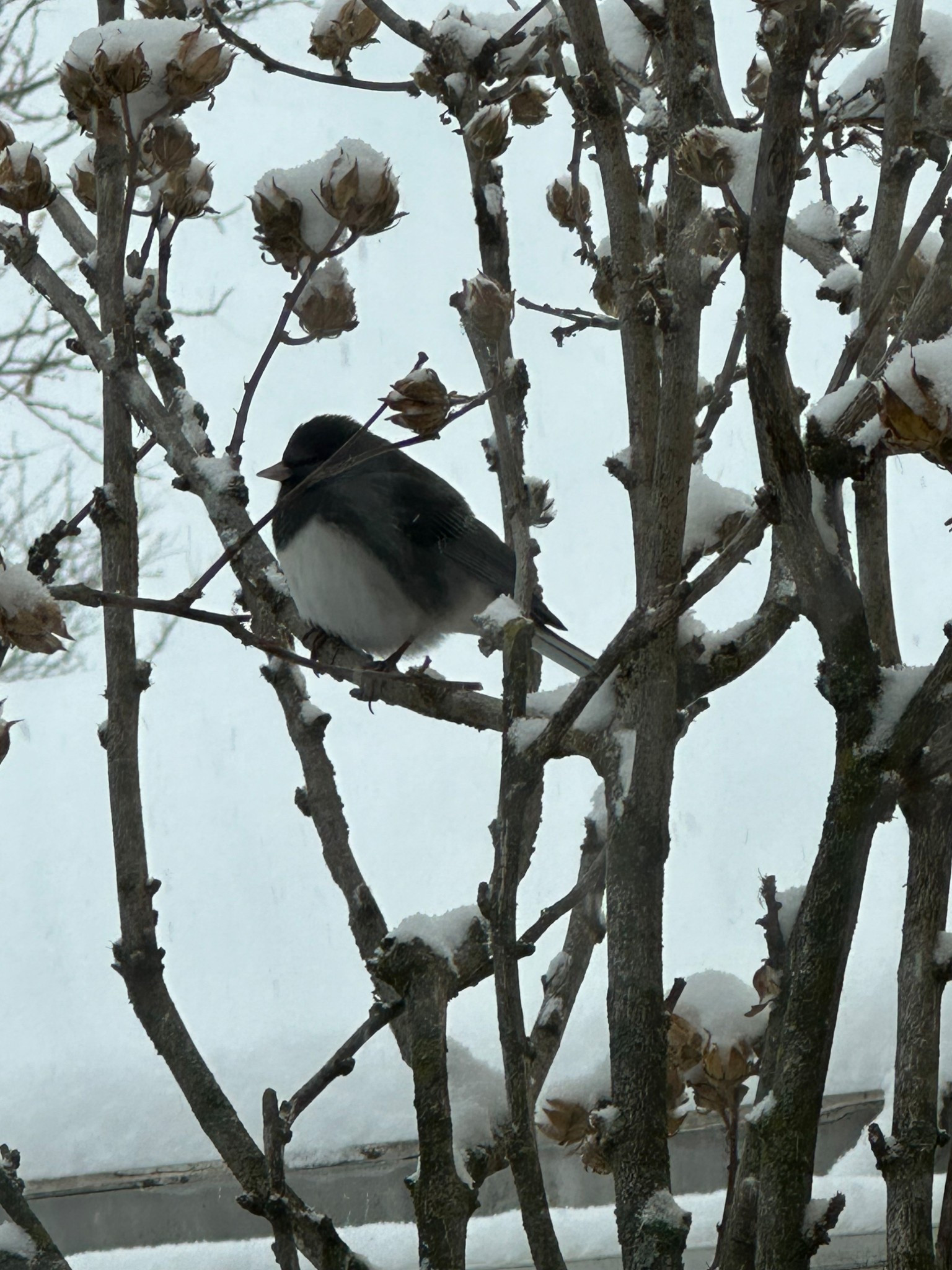 Signs of winter ❄️ Juncos are some of my favorite winter birds. They are such a contrast on the white snow. Their bellies blending right in. Small and sweet, we love watching them come by and snack on our seed 

#LTKSeasonal #LTKHome