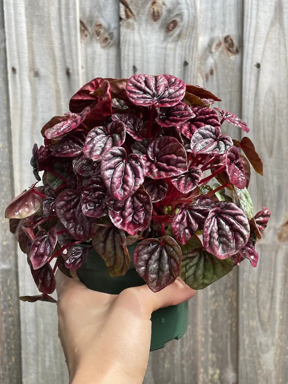 Peperomia Schumi Red 4” | Etsy (US)
