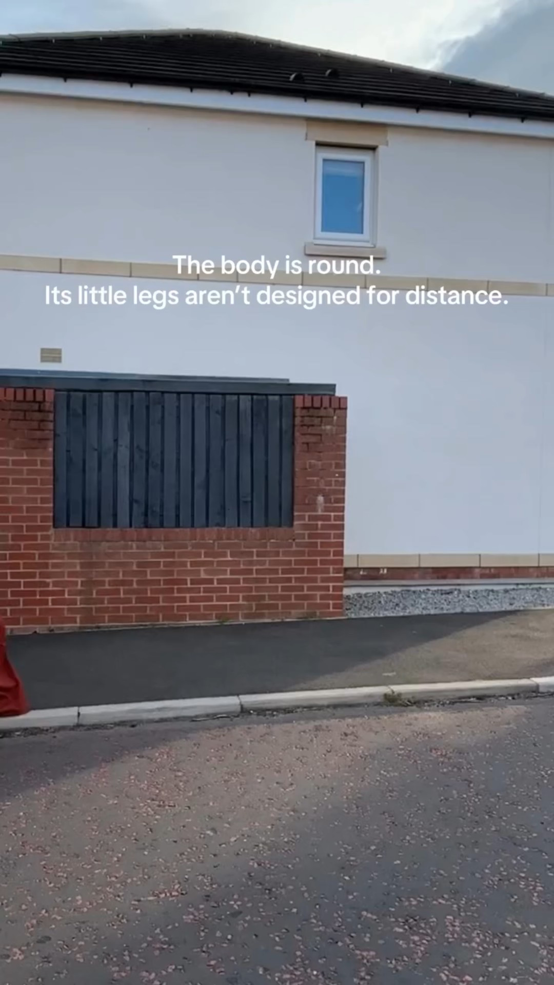 Third trimester activities! Desperate for baby to come 40-41 weeks to try to avoid an induction! 

Not so desperate I’ll try anything, but keen enough to go for a late night curb walk or eat some pineapple.

SO EXCITED AND NERVOUS EEK! 

#curbwalking #inducinglabor #naturallabor #pregnancyjourney #thirdtrimester #thirdtrimesterbelike #pregnancy #pregnant #pregnantlife #40weekspregnant