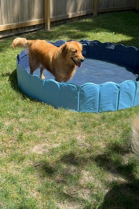 Highly recommend getting your dog a pool this summer! Biscuit is obsessed!  


#LTKSeasonal #LTKFindsUnder100 #LTKSwim