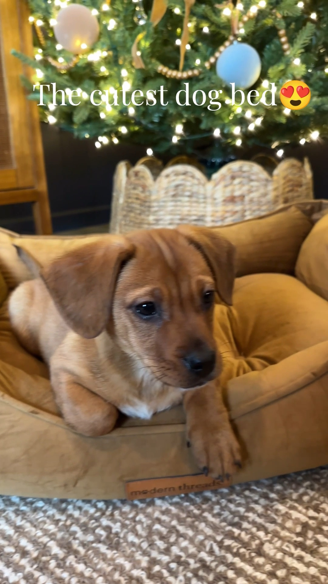The cutest brown velvet dog bed from Target! Comes in 6 colors and 3 sizes!

#LTKHome #LTKFindsUnder100